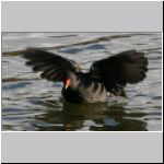 Gallinula chloropus - Teichralle 02.jpg